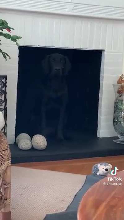 When you can&rsquo;t find your dog anywhere