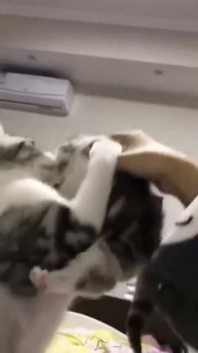 Very caring mother cat.