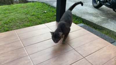 Follow up on the vocal stray that meomnomnomows, here he is this morning waking up for breakfast! With 100% less giant jungle mosquitoes 🐈&zwj;⬛❤️