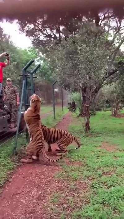 A tiger&rsquo;s vertical jump