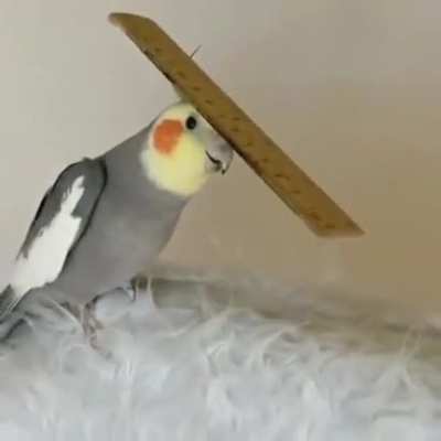 I found the RULER of the flock! :D