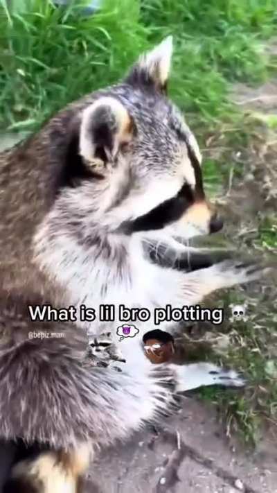 awunkus