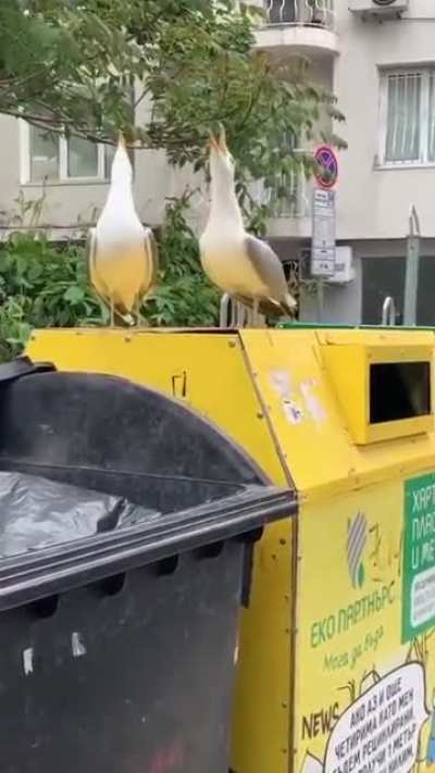 These seagulls remind me of Statler &amp;amp; Waldorf, the two old geezers from the balcony on the Muppet Show.