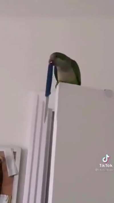 Spoilers: The bird does not drop it.