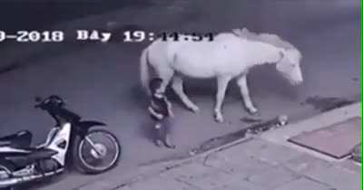Harassing this horse