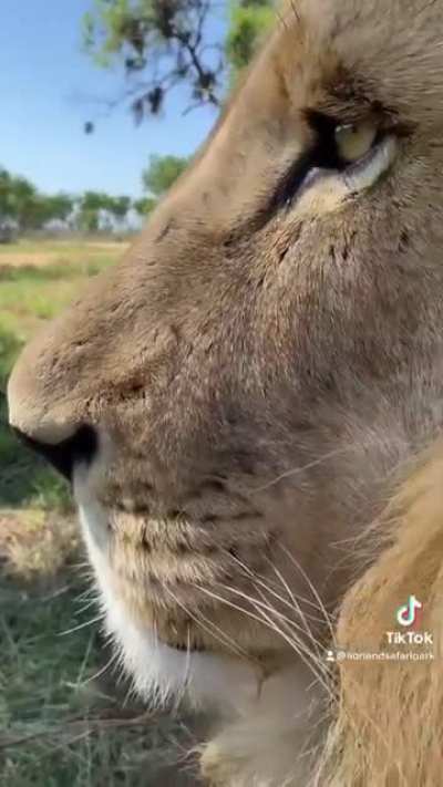Lion &amp;amp; Safari Park South Africa
