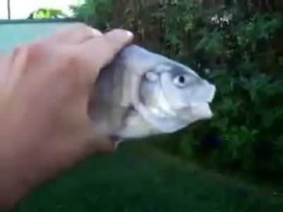 Killer Fish