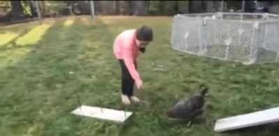 This girl built an obstacle course for her chicken.