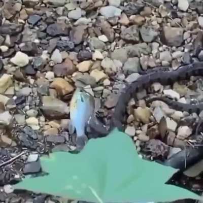 A danger noodle eating fish