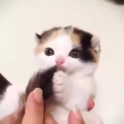 Cute kitten try to eat his tail...