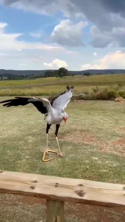 Secretary bird [Sagittarius serpentarius] showing its powerful kick with a force five times its own body weight (about 195 Newton&rsquo;s / 20 kilogram-force) used to kill venomous snakes