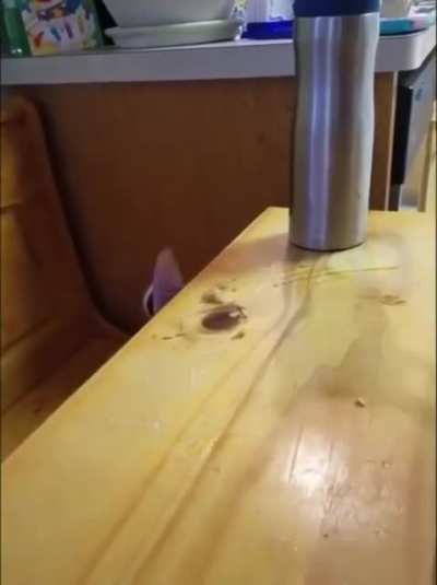 Sneak 💯