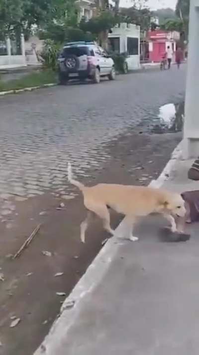 Man&rsquo;s best friend