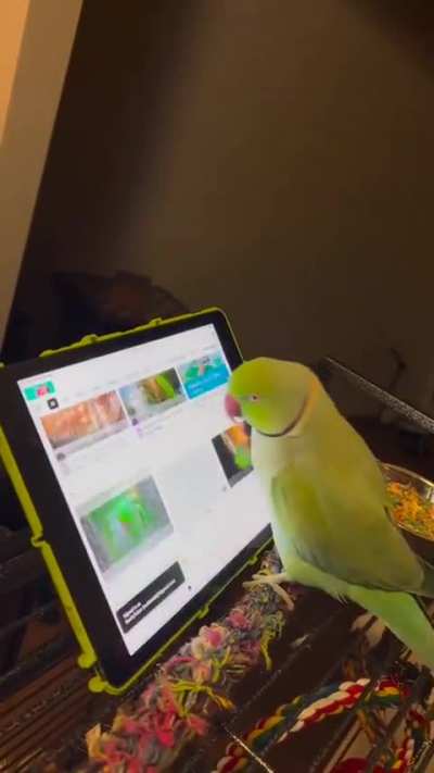 Expert 
