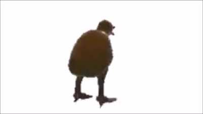 ki wi