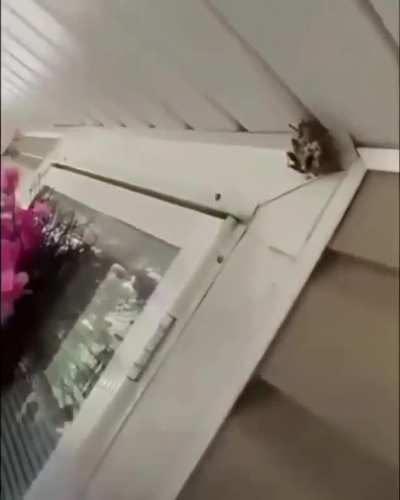 This guy is the king of fuck wasps