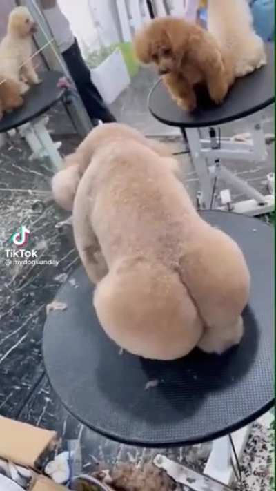 Getting your dog back from the groomers