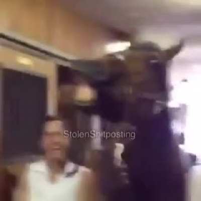 caballo uwu