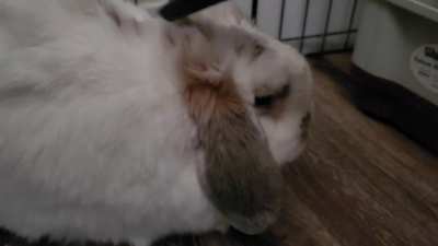 My lil weirdo Gambit hates to be groomed with a brush, he prefers a more hard-core method.