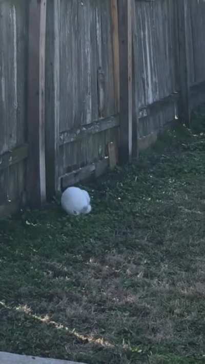 Bunnies
