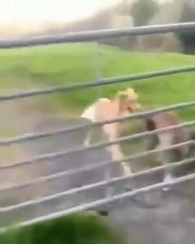 Never thought dog can fly!