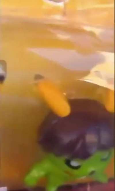 Os Pikadores