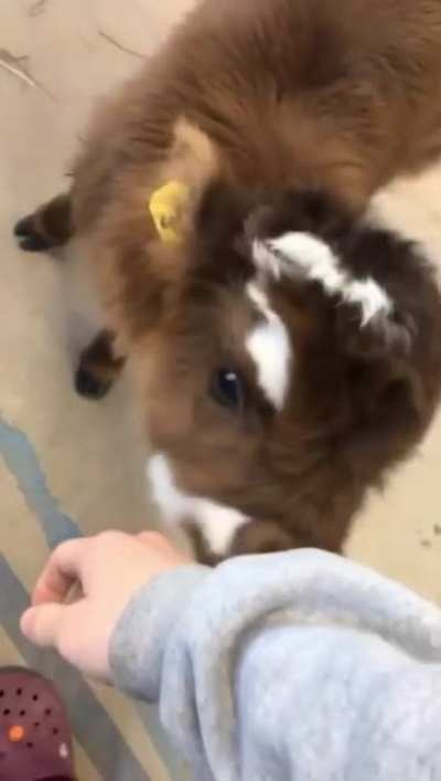 Fluffy doggo