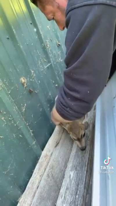 Helping a baby deer out of a tough situation