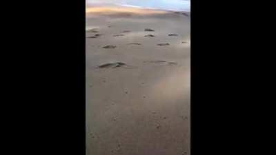 My crab people need me