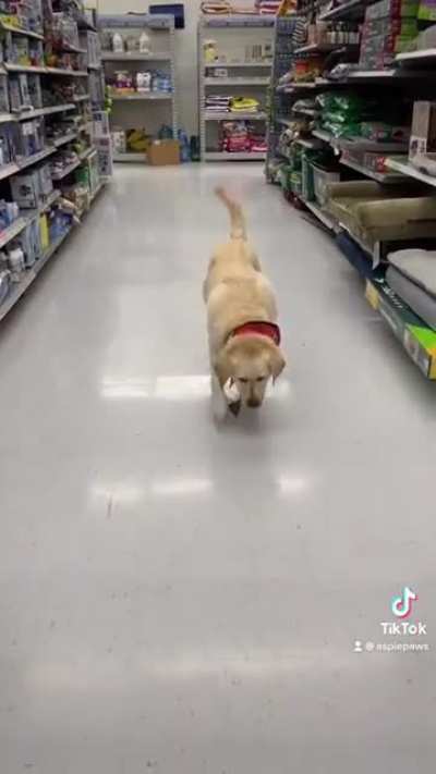 Service Dog Tasks My Service Dog Does