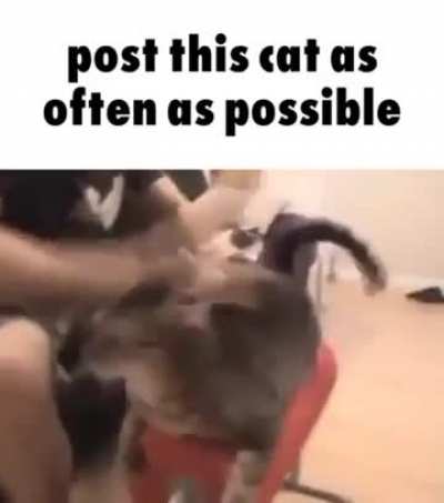 Weird Dog