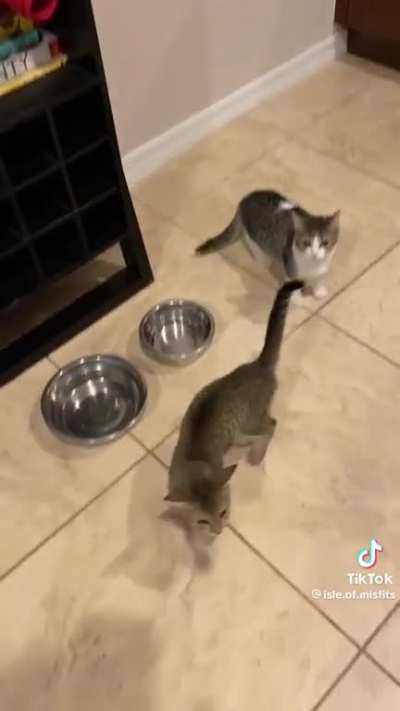 He&rsquo;s just a kitten and already at a pack a day