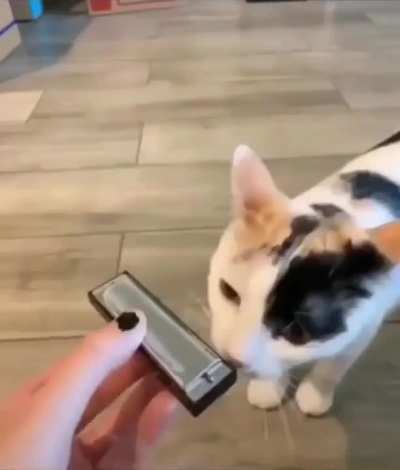 silly fuck plays harmonica
