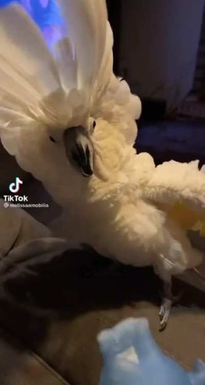 Dramatic birb