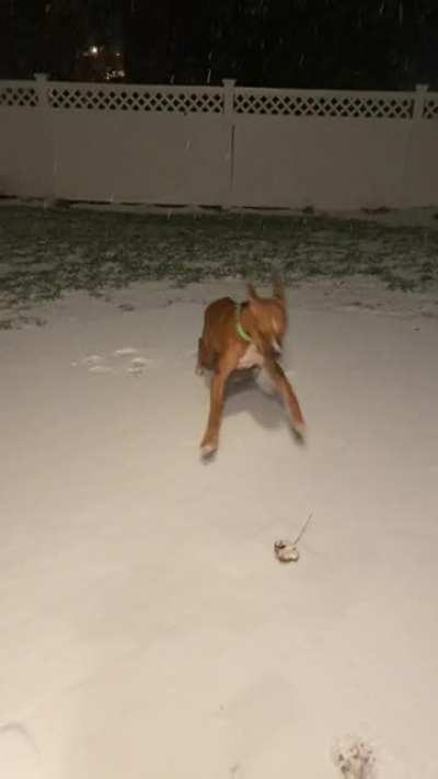 Southern Dog&rsquo;s first time in snow