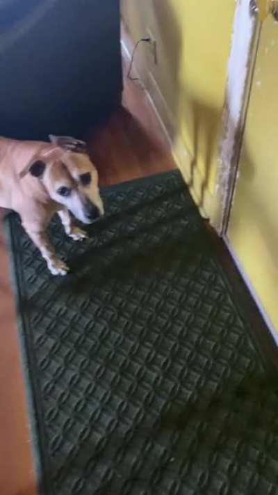 She&rsquo;s just really excited to go on a walk