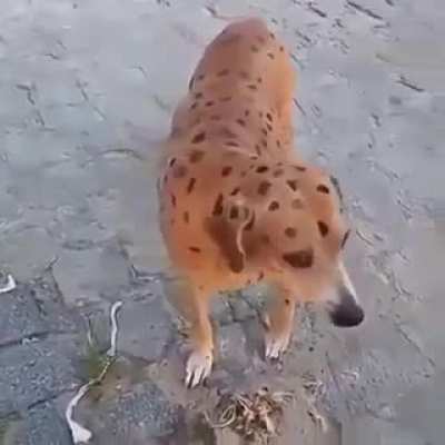 Oh hey what a nice do- OH SHIT
