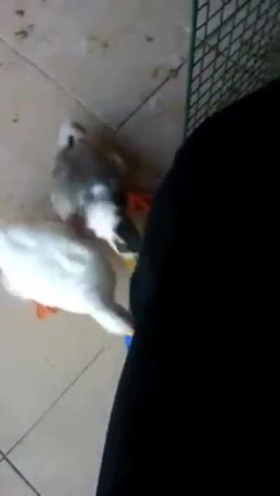 "Release him or else!!!"