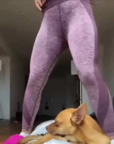 Yoga Time 🐶