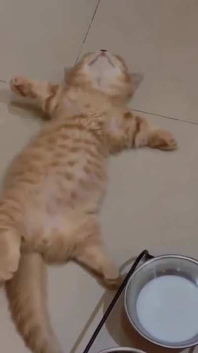 cAt sUfFOCAtes tO DEATH