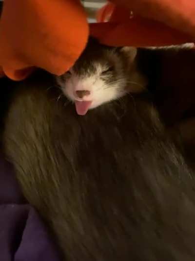 Miso&rsquo;s sleepy..