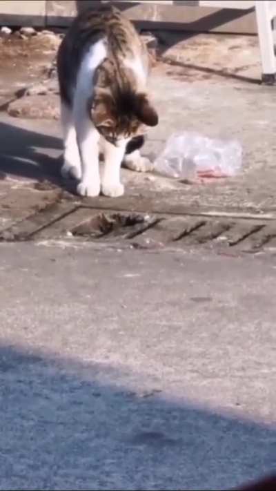 Cat having a snack in the big city