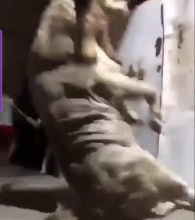 Boink