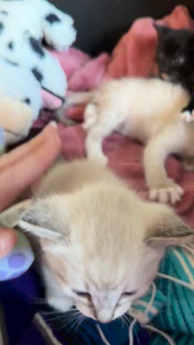 Baby bongos -take 2