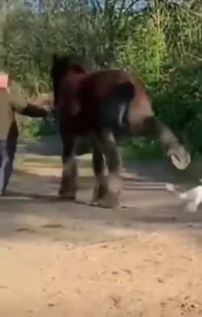 Fuck this goose