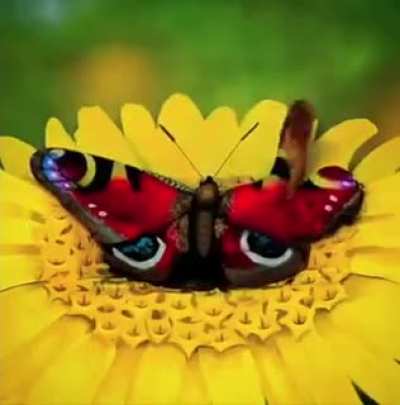 Such a mesmerizing art&hellip;.