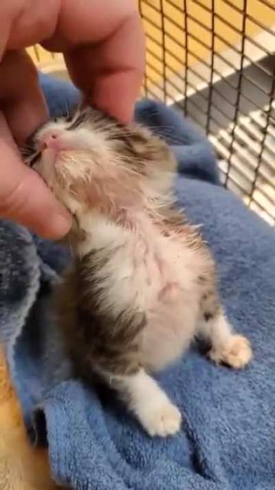 Happy scratches