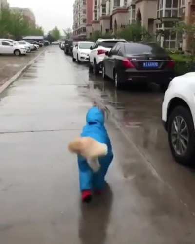 Water (resistant) Dog!