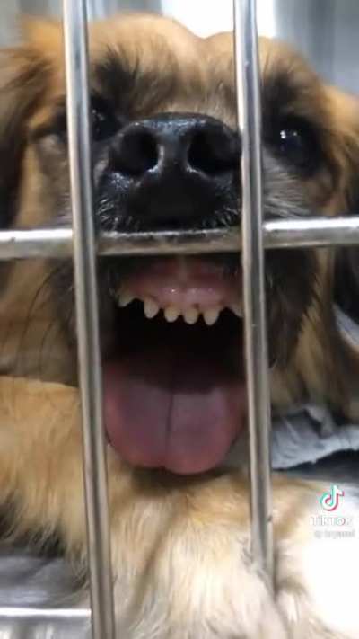 Vet techs see our pets on a whole other level. I think I&rsquo;ve seen a few of these kiddos at the club.