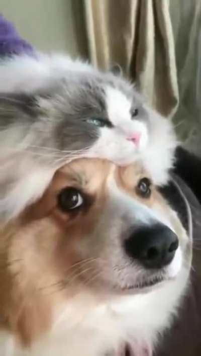 Cat hat